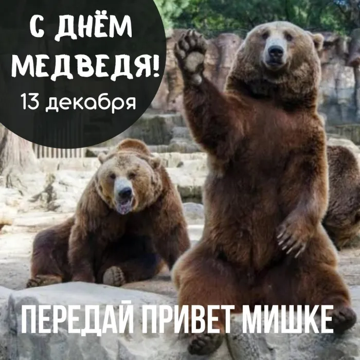 Картинки и открытки с Днем медведя. Прикольные картинки с Днём медведя