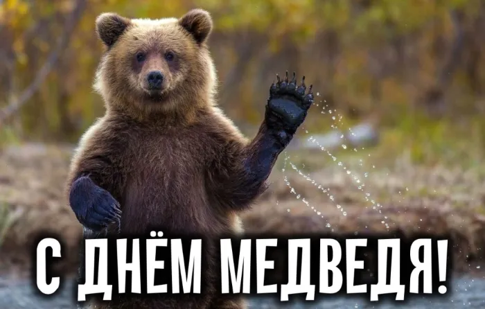 Картинки и открытки с Днем медведя. Прикольные картинки с Днём медведя