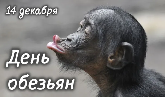 Картинки и открытки с Днем обезьян
