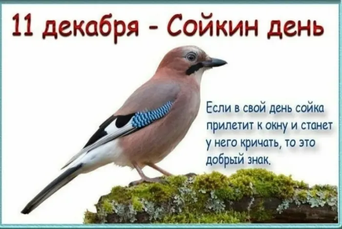 Сойкин день 11 декабря 2023 (20 картинок и открыток). Красивые открытки Сойкин день
