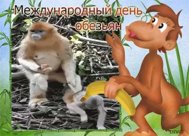 Картинки и открытки с Днем обезьян. Красивые открытки с Днем обезьян