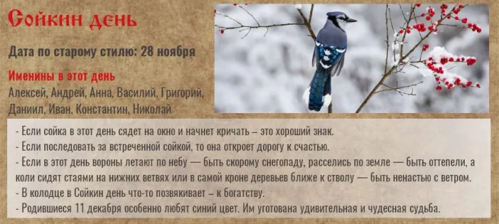 Сойкин день 11 декабря 2023 (20 картинок и открыток). Красивые открытки Сойкин день