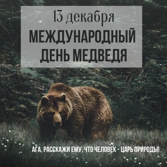 Картинки и открытки с Днем медведя. Красивые открытки с Днем медведя