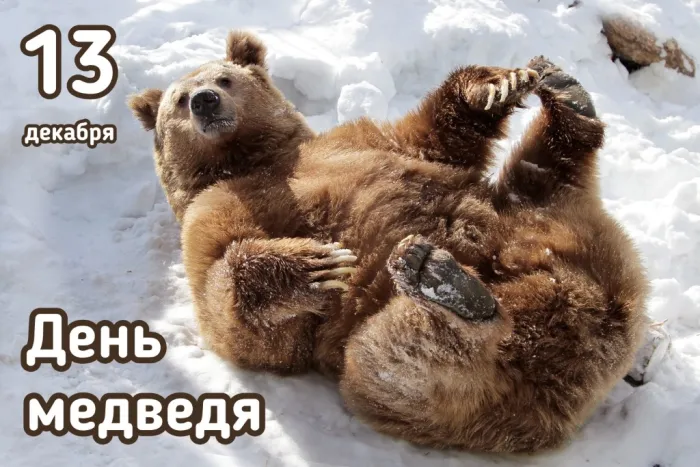 Картинки и открытки с Днем медведя. Прикольные картинки с Днём медведя
