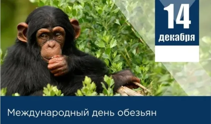 Картинки и открытки с Днем обезьян. Красивые открытки с Днем обезьян