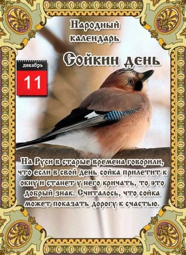 Сойкин день 11 декабря 2023 (20 картинок и открыток). Красивые открытки Сойкин день