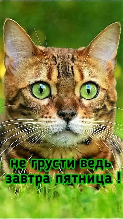 Картинки с добрым зимним утром четверга. Прикольные картинки с добрыми утром четверга