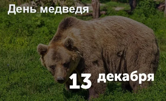 Картинки и открытки с Днем медведя. Красивые открытки с Днем медведя