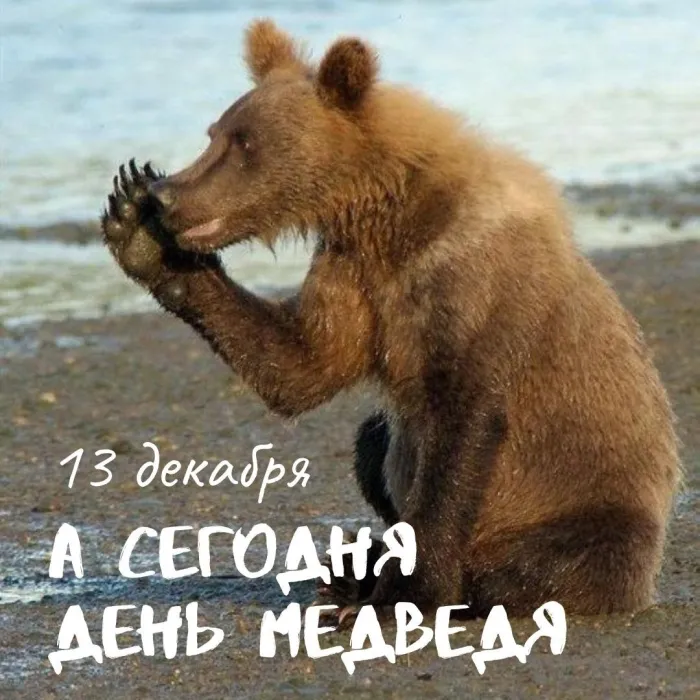 Картинки и открытки с Днем медведя. Прикольные картинки с Днём медведя