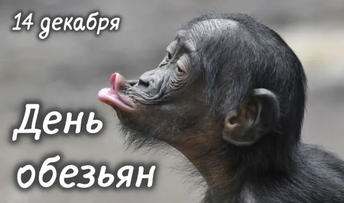 Картинки и открытки с Днем обезьян. День обезьян - прикольные картинки
