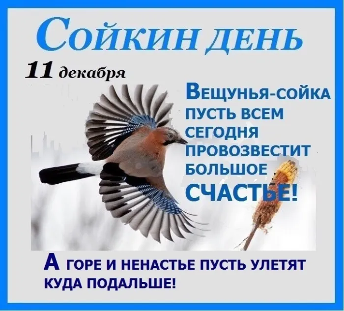 Сойкин день 11 декабря 2023 (20 картинок и открыток). Красивые открытки Сойкин день