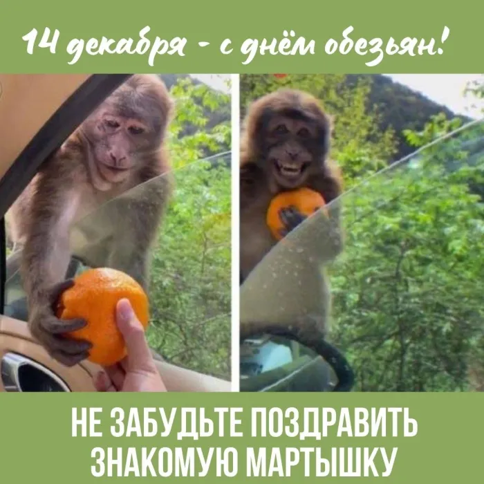 Картинки и открытки с Днем обезьян. День обезьян - прикольные картинки