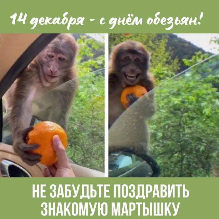 Картинки и открытки с Днем обезьян. День обезьян - прикольные картинки