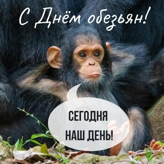 Картинки и открытки с Днем обезьян. День обезьян - прикольные картинки