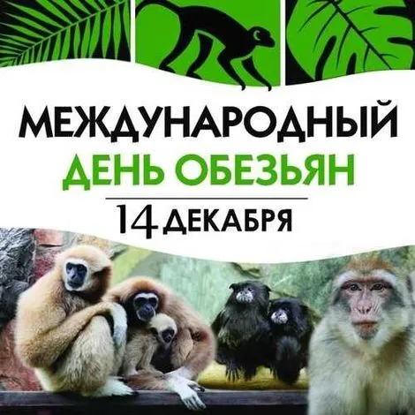 Картинки и открытки с Днем обезьян. Красивые открытки с Днем обезьян