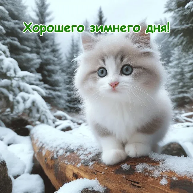 С Добрым зимним днем. Красивые картинки с пожеланием хорошего зимнего дня