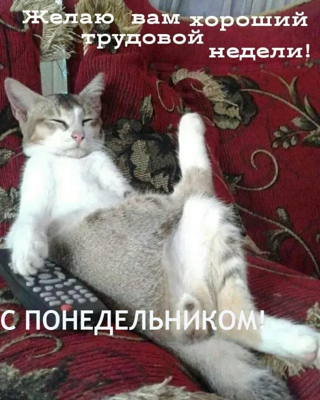 Картинки Доброго понедельника. Доброго понедельника прикольные картинки