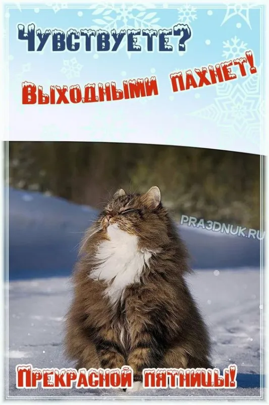 Прикольные картинки "С пятницей". Картинки смешные и прикольные С пятницей (юмор)