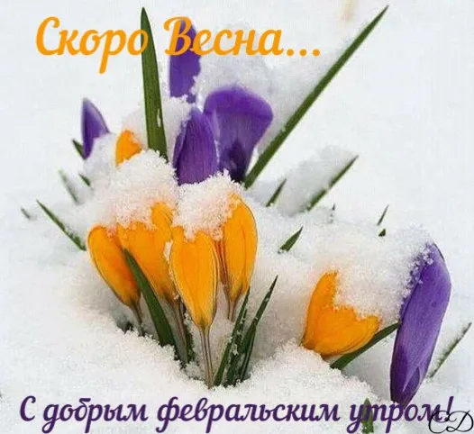 Красивые картинки Доброе утро февраля. Доброе утро февраля: красивые картинки