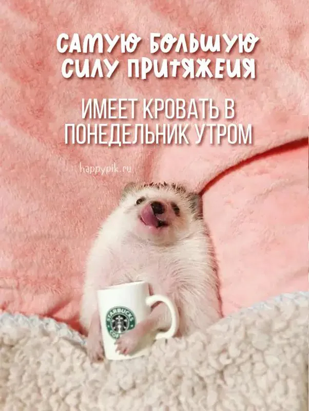 Картинки Доброго понедельника. Утро Доброго понедельника - позитивные картинки
