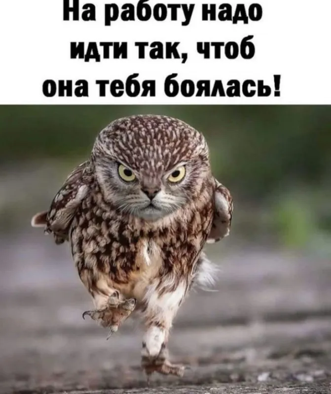 Картинки на тему "Работа". Картинки на тему "Работа" прикольные