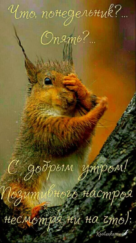 Картинки Доброго понедельника. Доброго понедельника прикольные картинки
