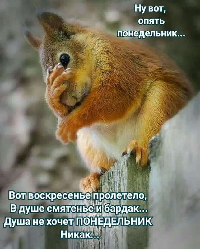 Картинки Доброго понедельника. Доброго понедельника прикольные картинки