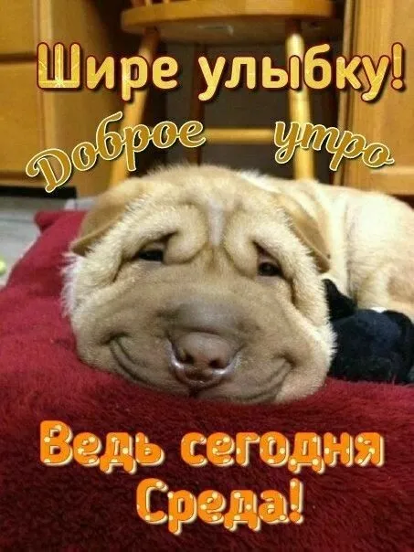 Картинки "Доброе утро среды". Доброе утро среды: прикольные картинки&nbsp;