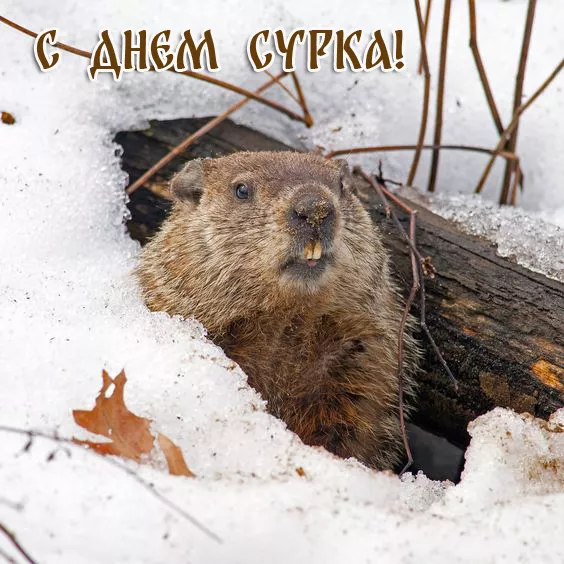 Картинки с Днем сурка. Картинки День сурка: прикольные и смешные