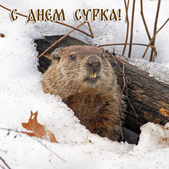Картинки с Днем сурка. Картинки День сурка: прикольные и смешные