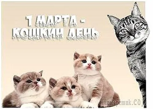 Красивые картинки с Днем кошек. Красивые картинки с Днём кошек
