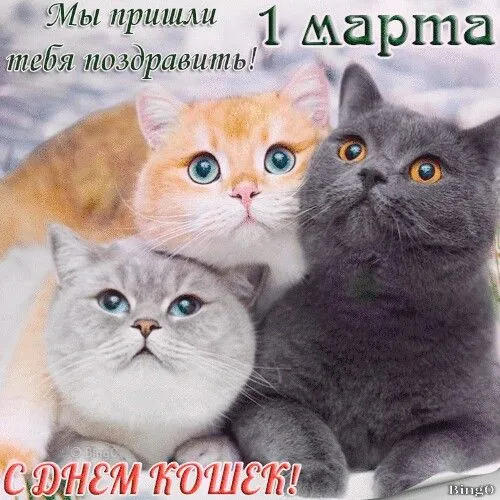 Красивые картинки с Днем кошек. Красивые картинки с Днём кошек