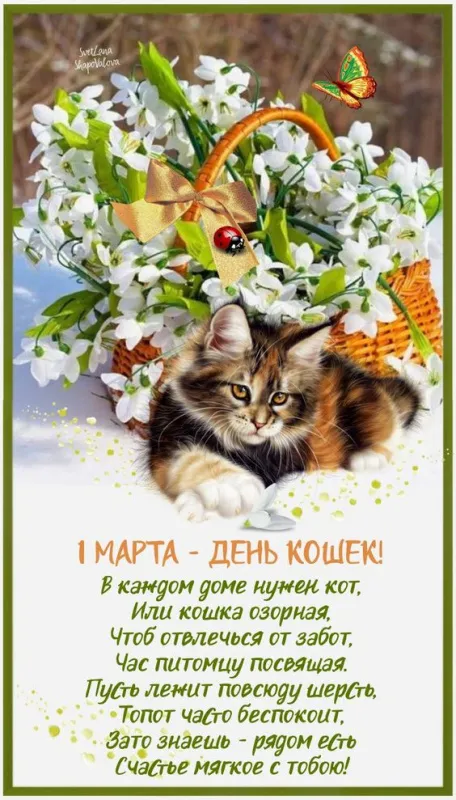 Красивые картинки с Днем кошек. Красивые картинки на День кошек: с надписями и поздравлениями