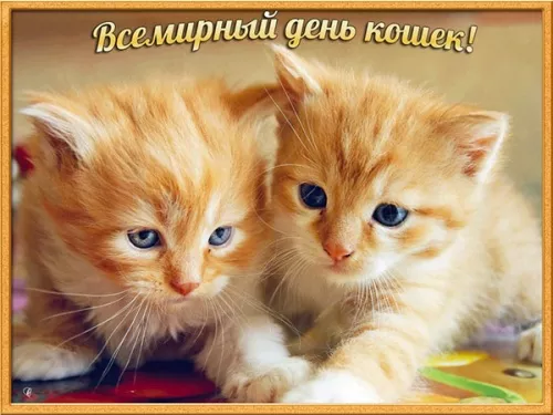 Красивые картинки с Днем кошек. Красивые картинки с Днём кошек