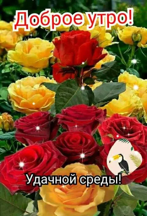 Картинки "Доброе утро среды". Красивые картинки с Добрым утром среды
