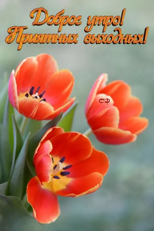Картинки "Хороших выходных". Картинки Хороших выходных: красивые и новые