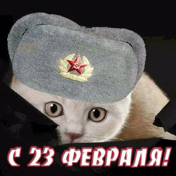 Прикольные картинки с Днем защитника Отечества. Прикольные картинки ко Дню Защитника Отечества