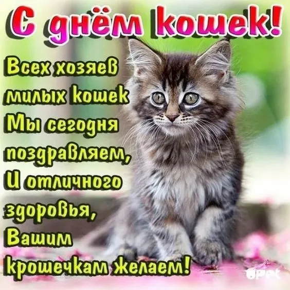 Красивые картинки с Днем кошек. Красивые картинки на День кошек: с надписями и поздравлениями