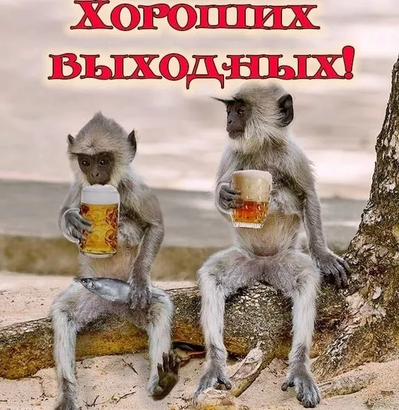 Картинки "Хороших выходных". Хороших выходных прикольные и смешные картинки