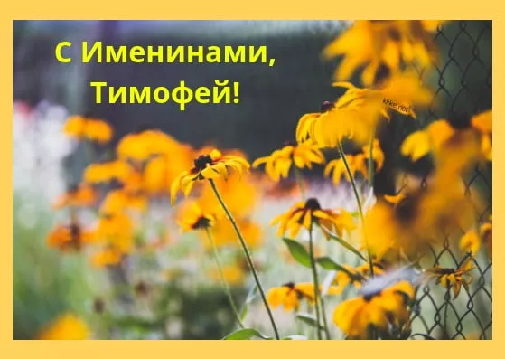 Картинки на Тимофеев День. картинки с Днем Ангела Тимофея — с именинами