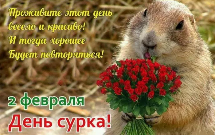 Картинки с Днем сурка. День сурка – картинки с надписями