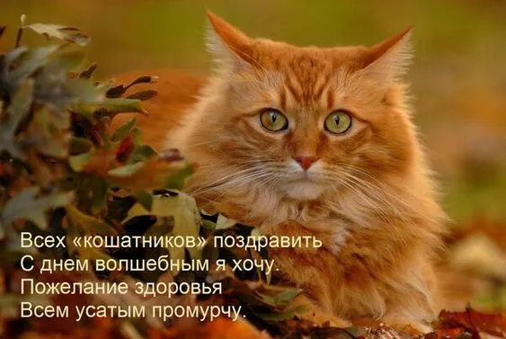 Красивые картинки с Днем кошек. Красивые картинки на День кошек: с надписями и поздравлениями