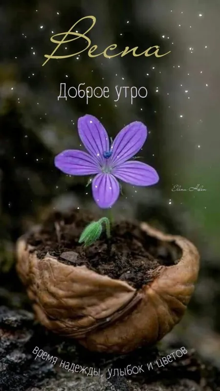 Красивые картинки С добрым весенним утром. С добрым весенним утром — красивые картинки