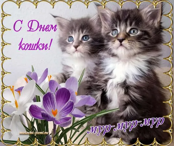 Красивые картинки с Днем кошек. Красивые картинки с Днём кошек