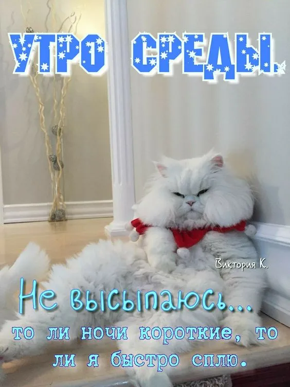 Картинки "Доброе утро среды". Доброе утро среды: прикольные картинки&nbsp;