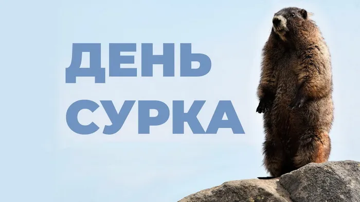 Картинки с Днем сурка. Картинки День сурка: прикольные и смешные