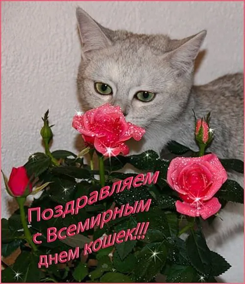 Красивые картинки с Днем кошек. Красивые картинки с Днём кошек
