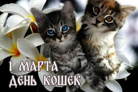 Красивые картинки с Днем кошек. Красивые картинки с Днём кошек