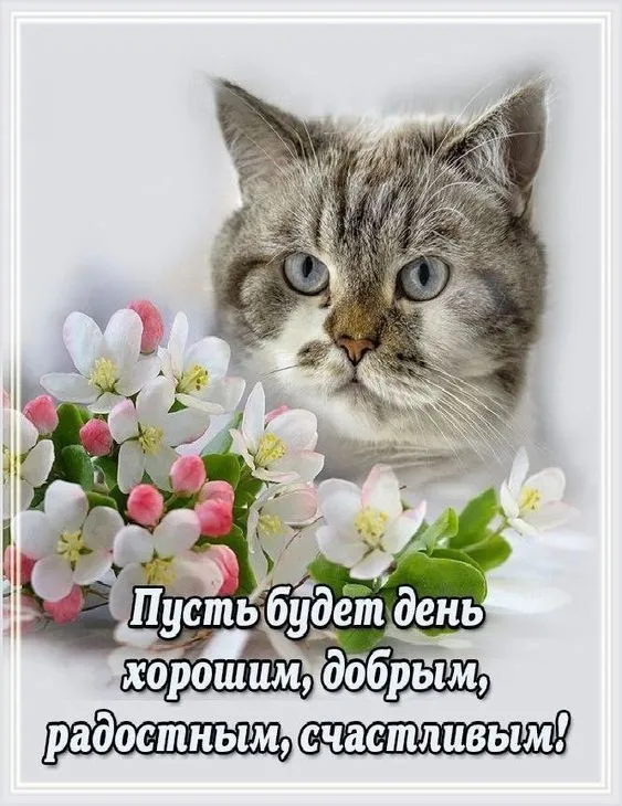 Красивые картинки Доброе мартовское утро. Доброе утро марта — картинки с пожеланиями