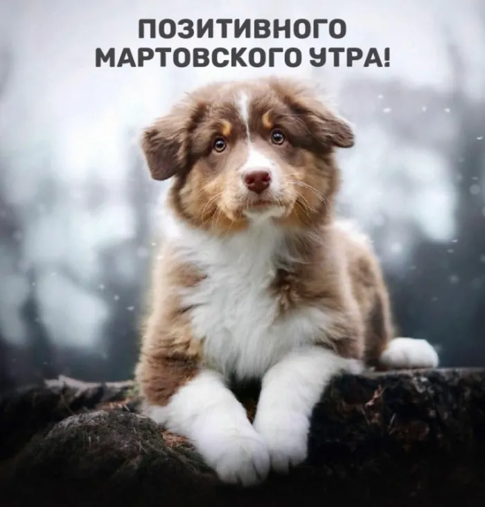 Красивые картинки Доброе мартовское утро. Прикольные картинки с Добрым мартовским утром